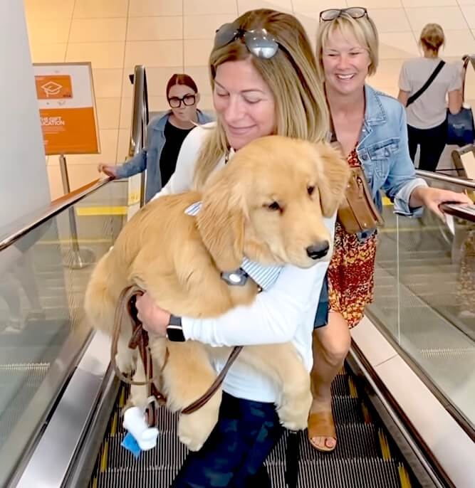 ゴールデンレトリーバー,動画