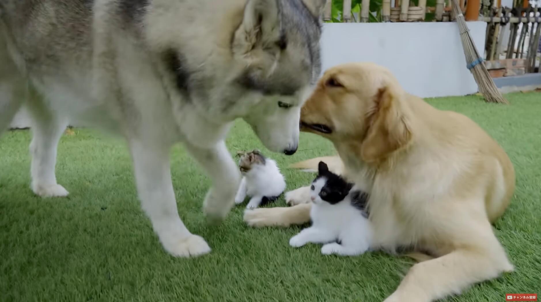 ゴールデンレトリーバー,動画
