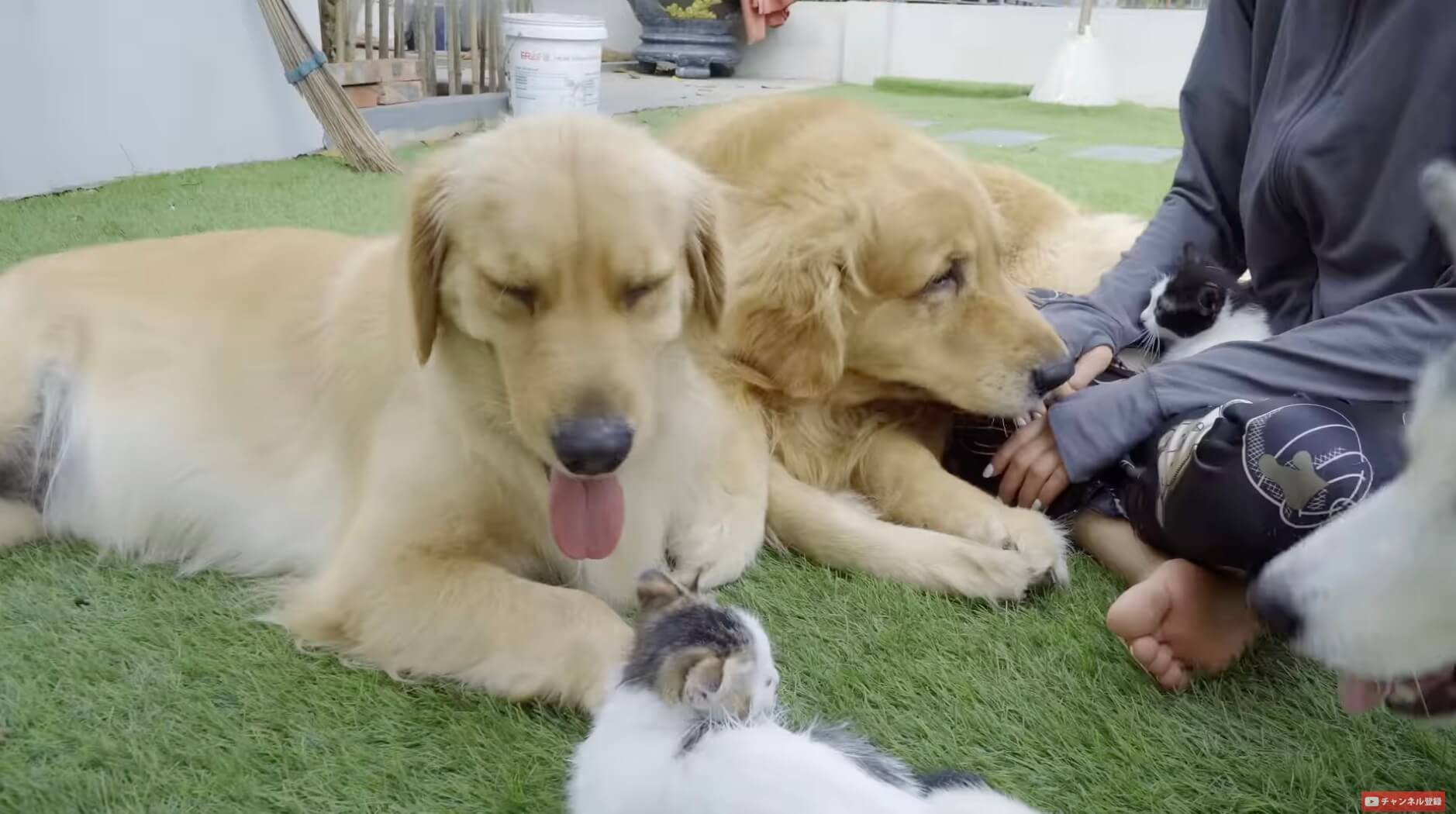 ゴールデンレトリーバー,動画