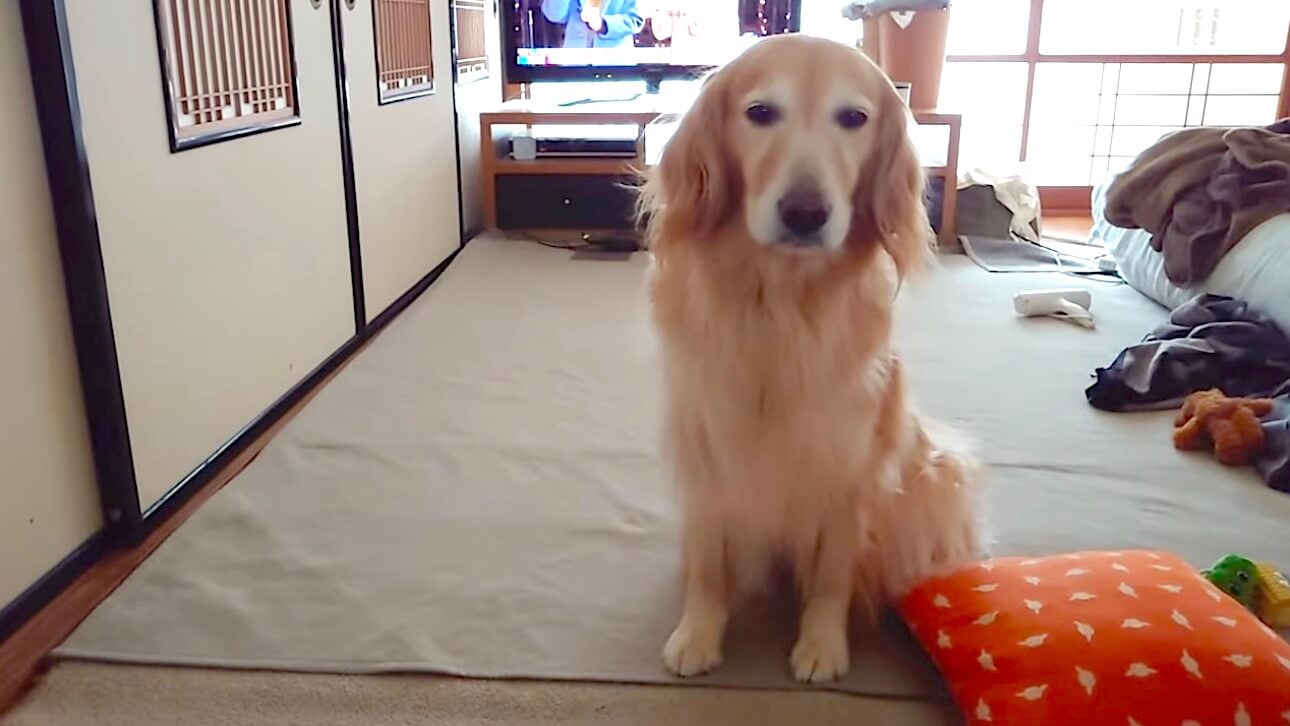 ゴールデンレトリーバー,動画