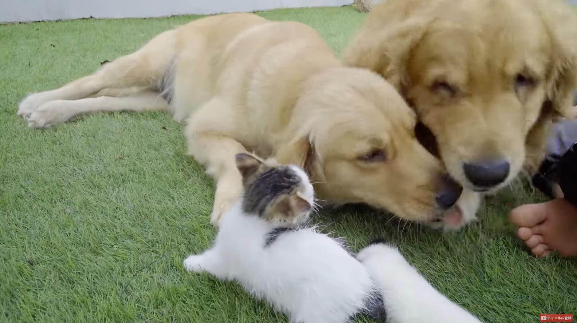 ゴールデンレトリーバー,動画