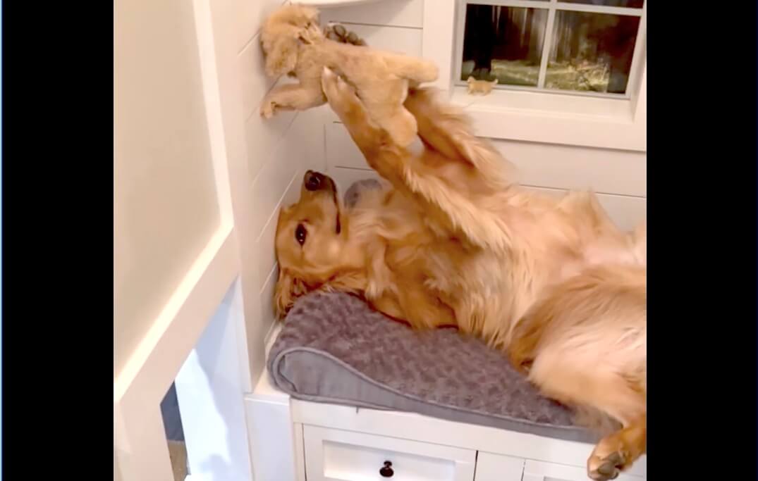 ゴールデンレトリーバー,動画