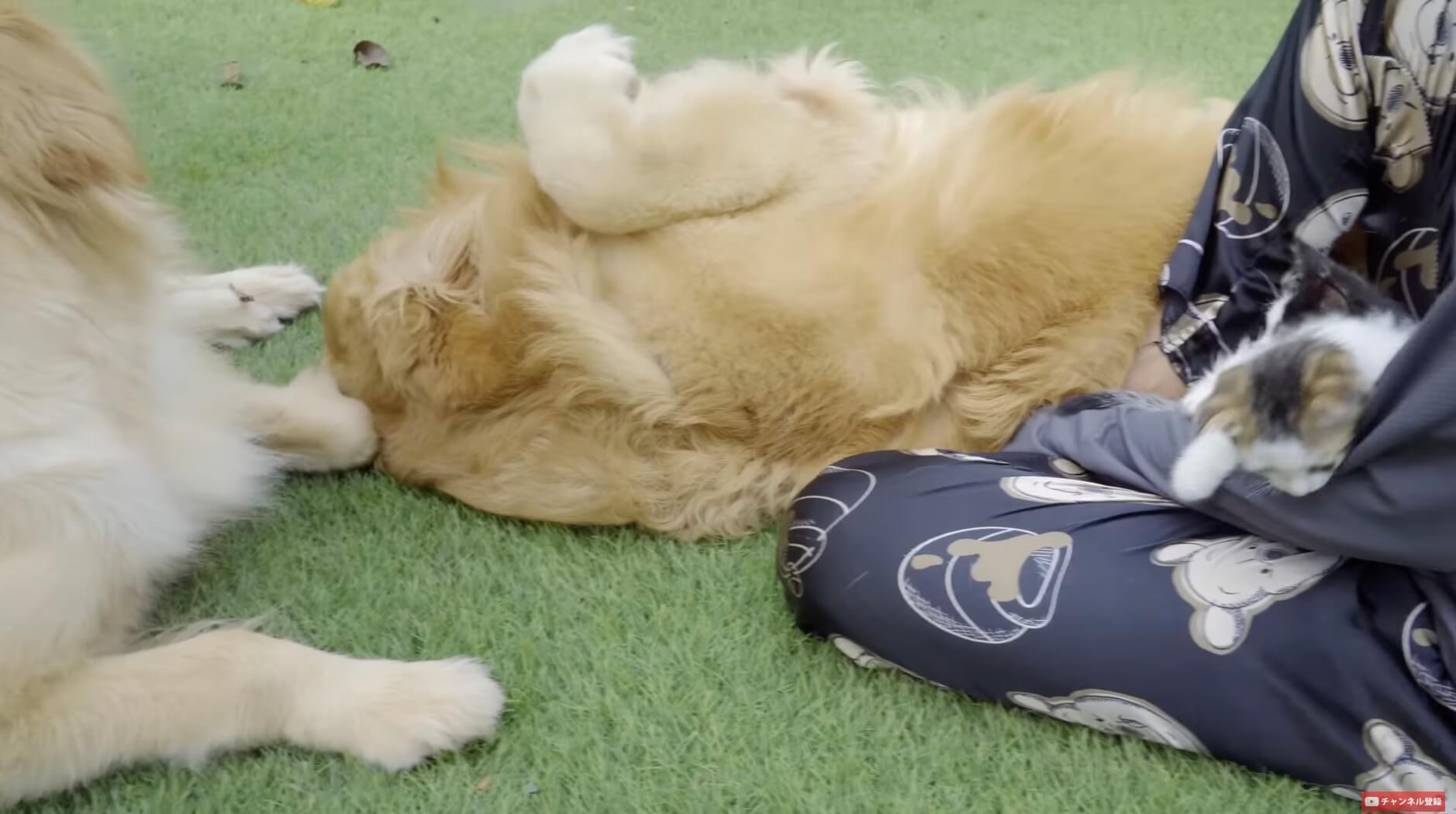 ゴールデンレトリーバー,動画