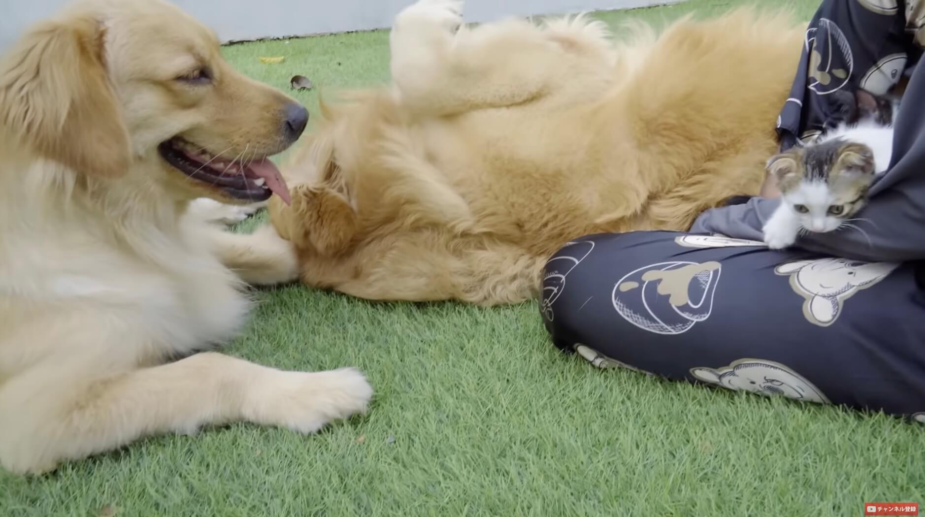 ゴールデンレトリーバー,動画