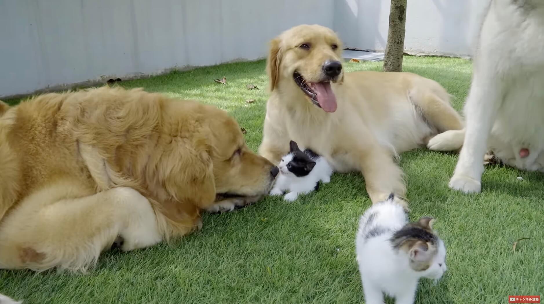 ゴールデンレトリーバー,動画