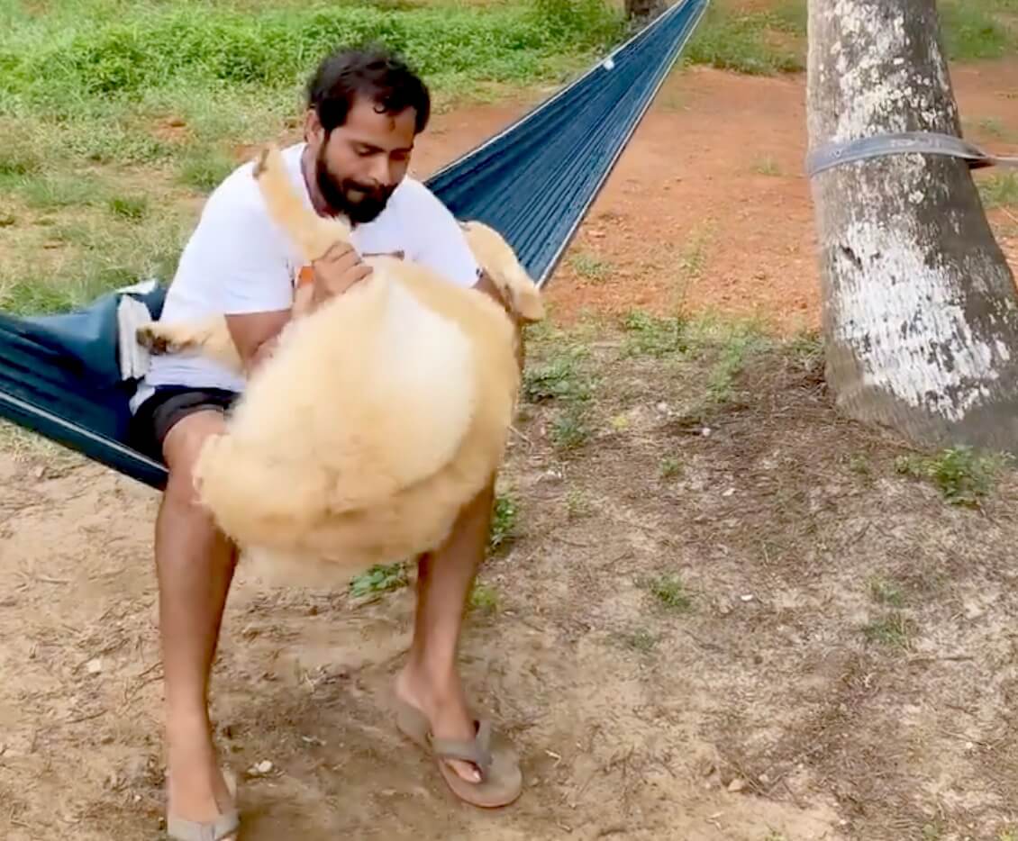 ゴールデンレトリーバー,動画