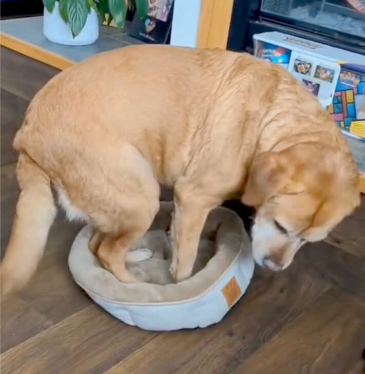 ラブラドールレトリーバー,動画