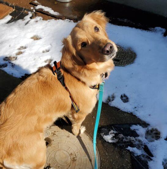 レトリーバー里親保護犬情報