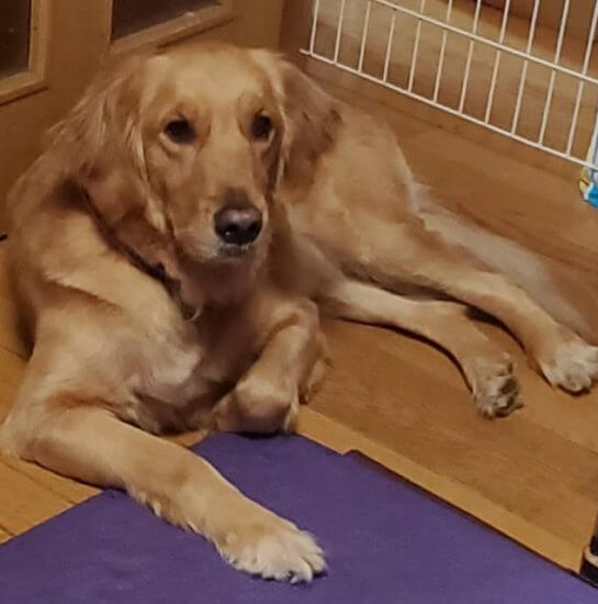 ラブラドールレトリーバー,里親保護犬