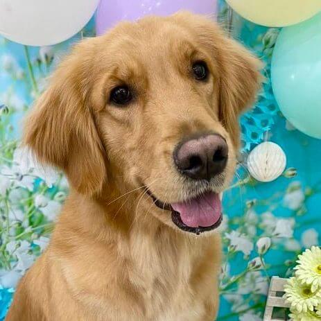 レトリーバー里親保護犬情報