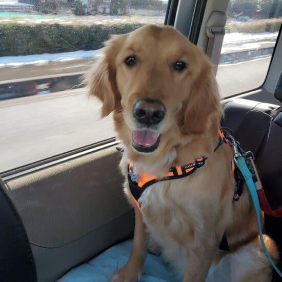 レトリーバー里親保護犬情報