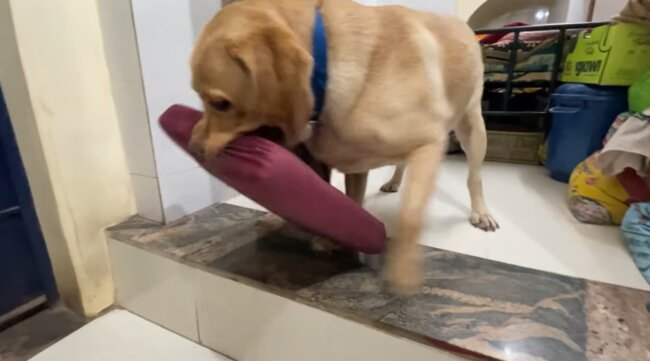 ラブラドールレトリーバー,動画