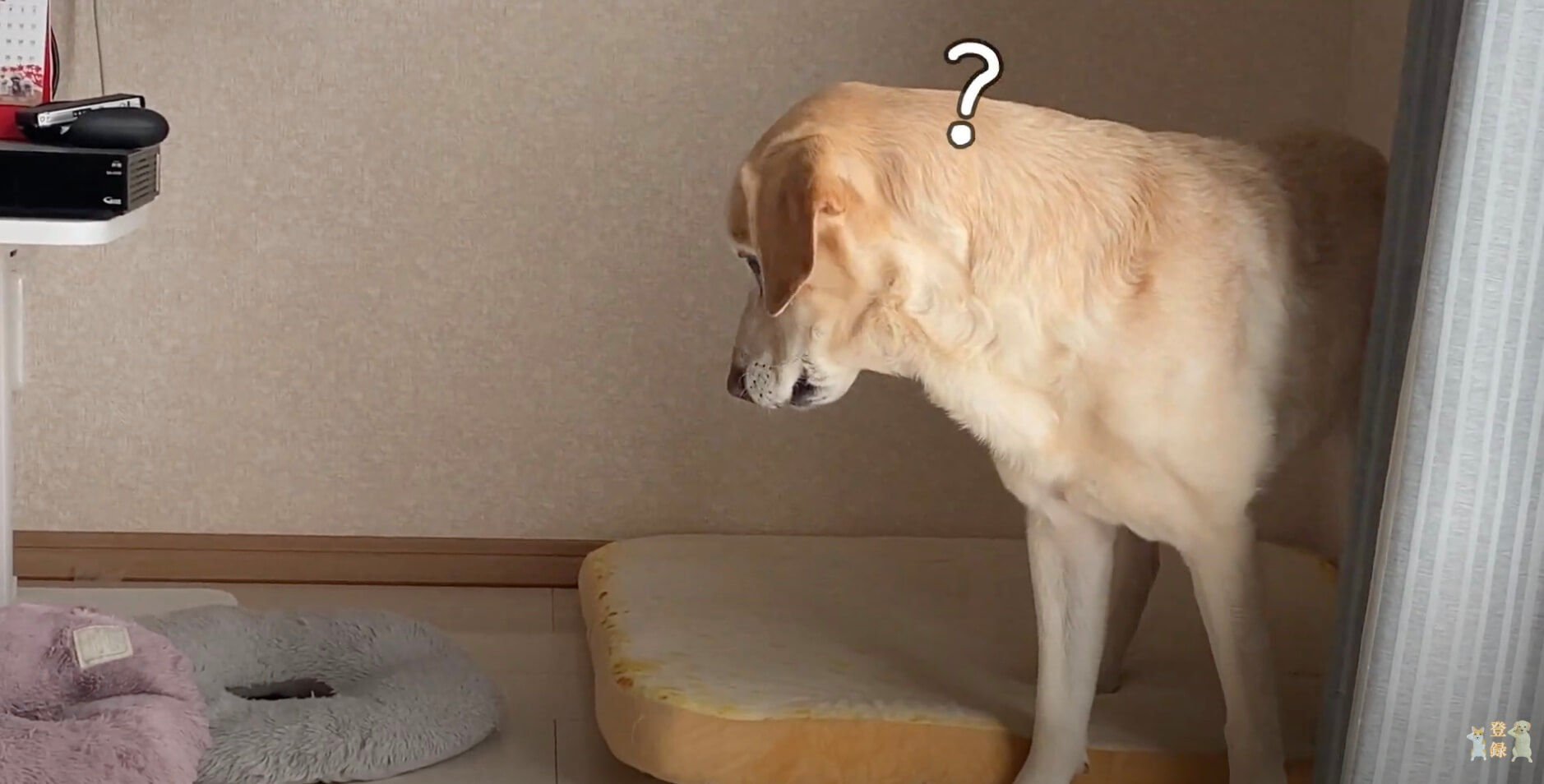 ラブラドールレトリーバー,動画