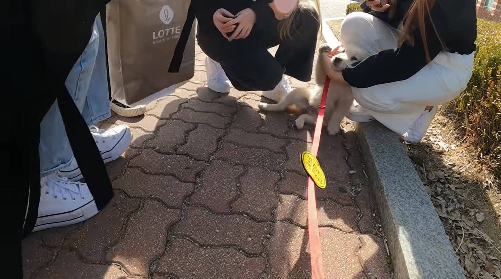 ゴールデンレトリーバー,動画