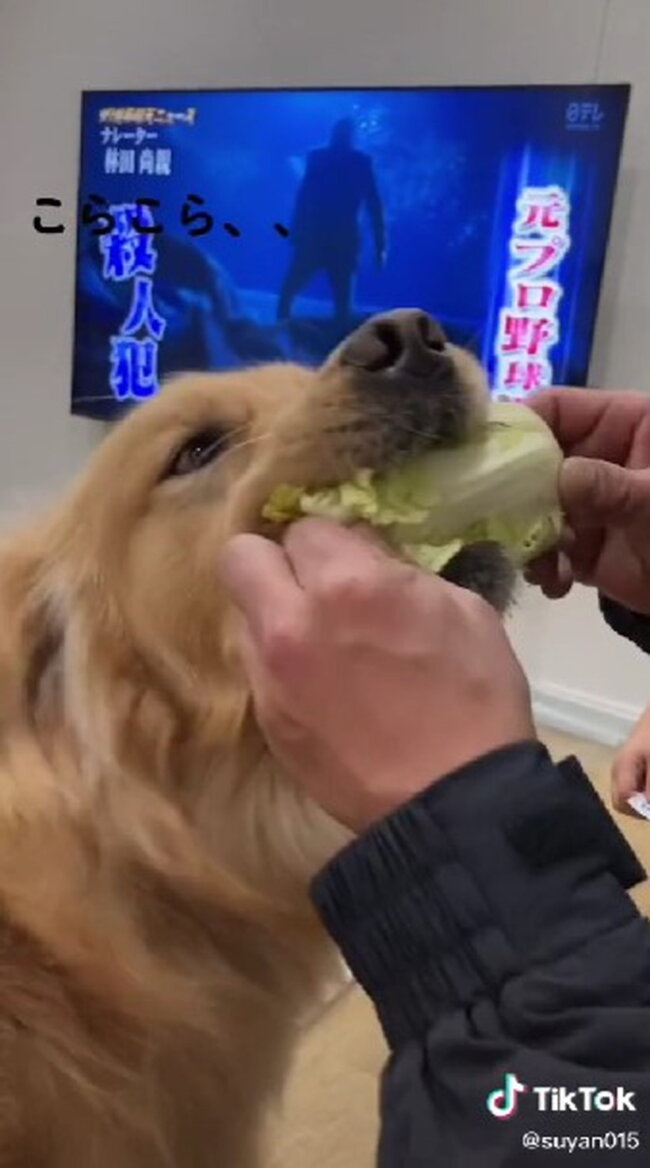 ゴールデンレトリーバー,動画