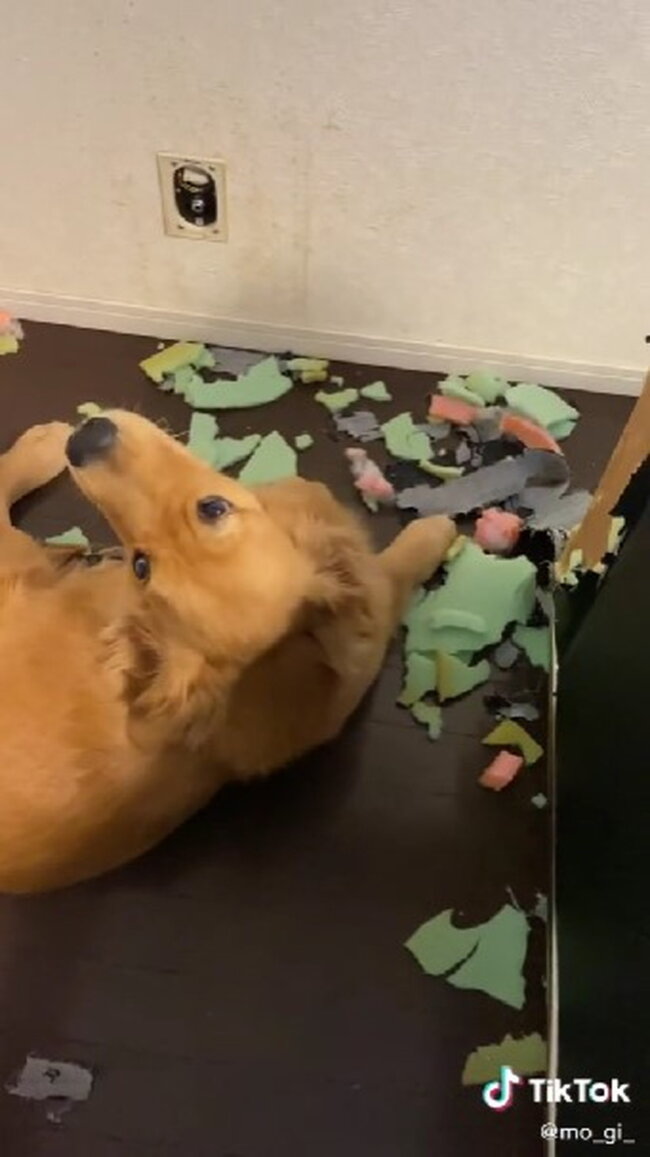 ゴールデンレトリーバー,動画