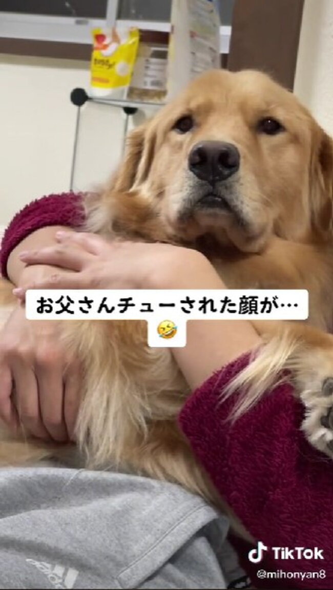 ゴールデンレトリーバー,動画