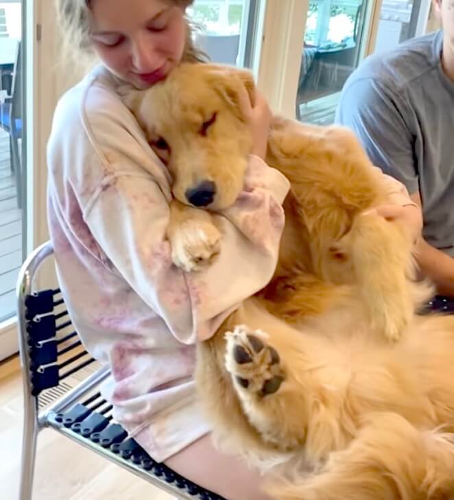 ゴールデンレトリーバー,動画