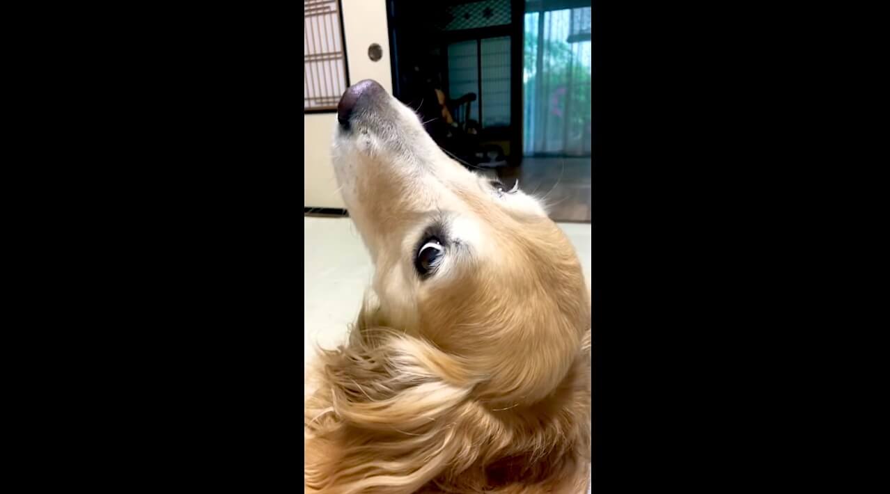 ゴールデンレトリーバー,動画