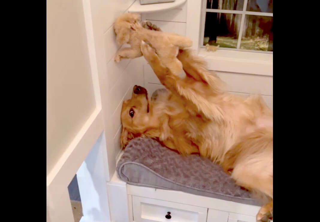 ゴールデンレトリーバー,動画