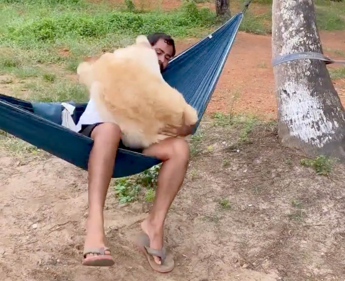 ゴールデンレトリーバー,動画