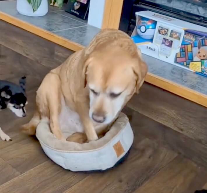 ラブラドールレトリーバー,動画