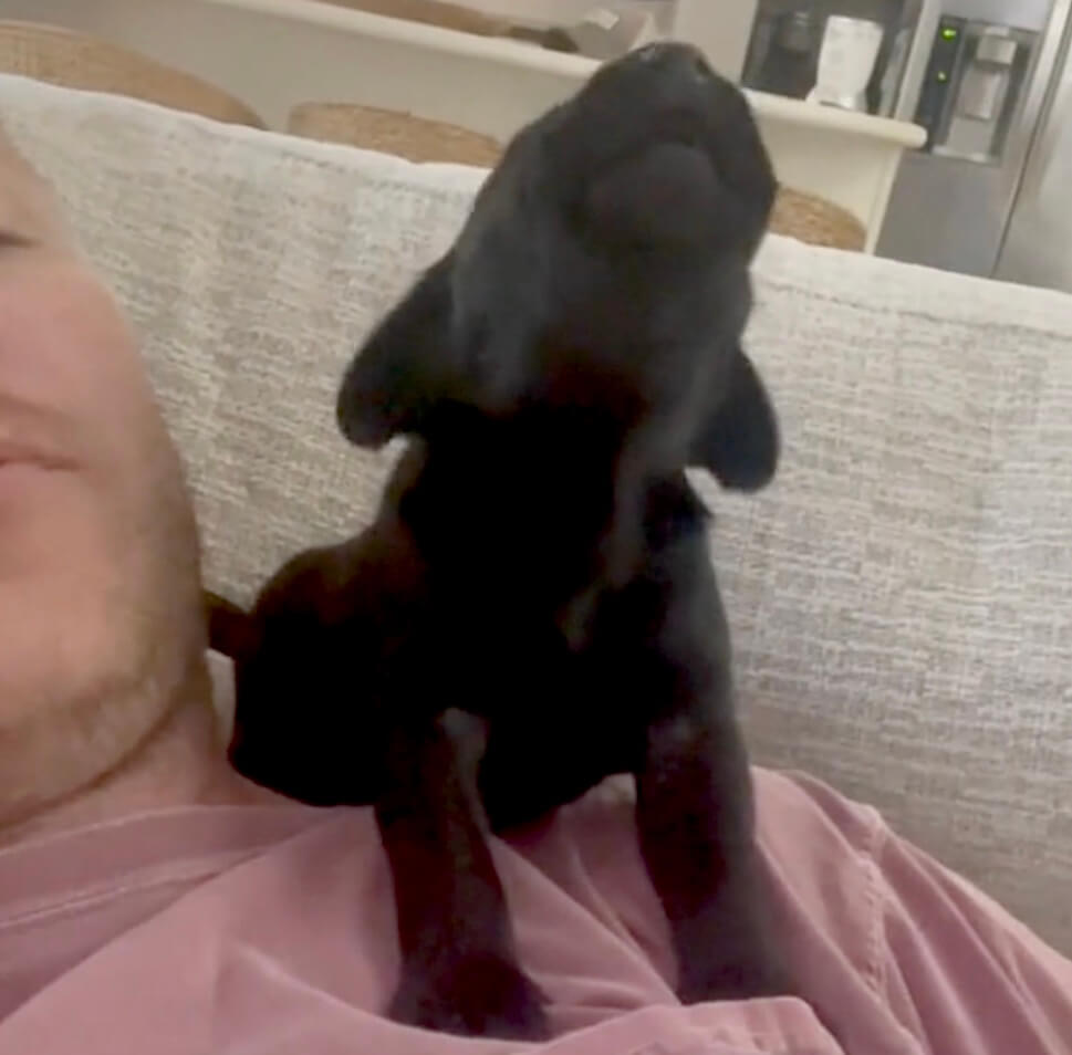 ラブラドールレトリーバー,動画