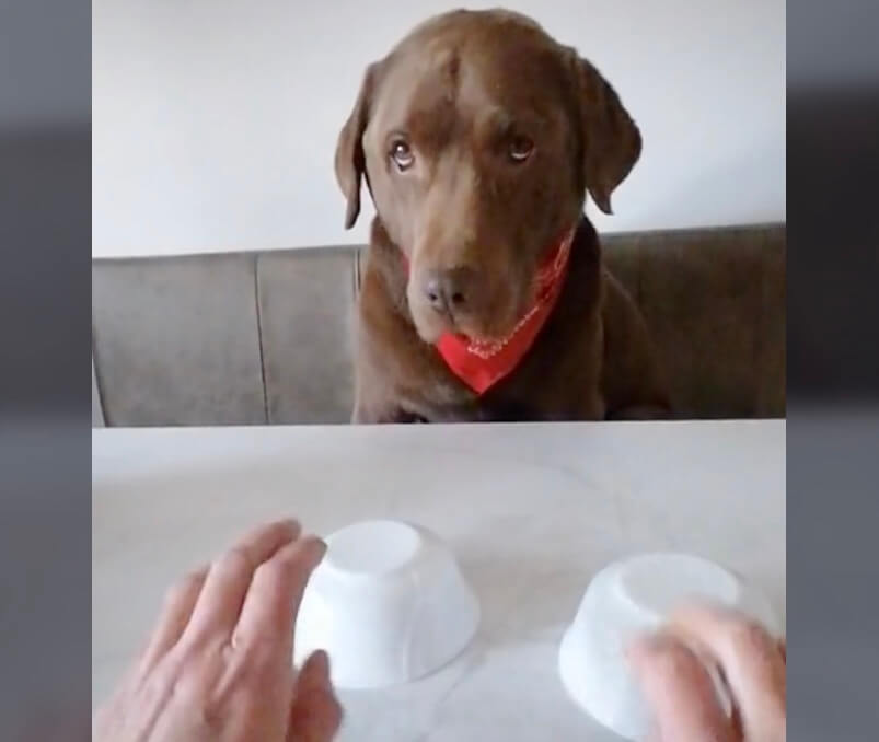 ラブラドールレトリーバー,動画