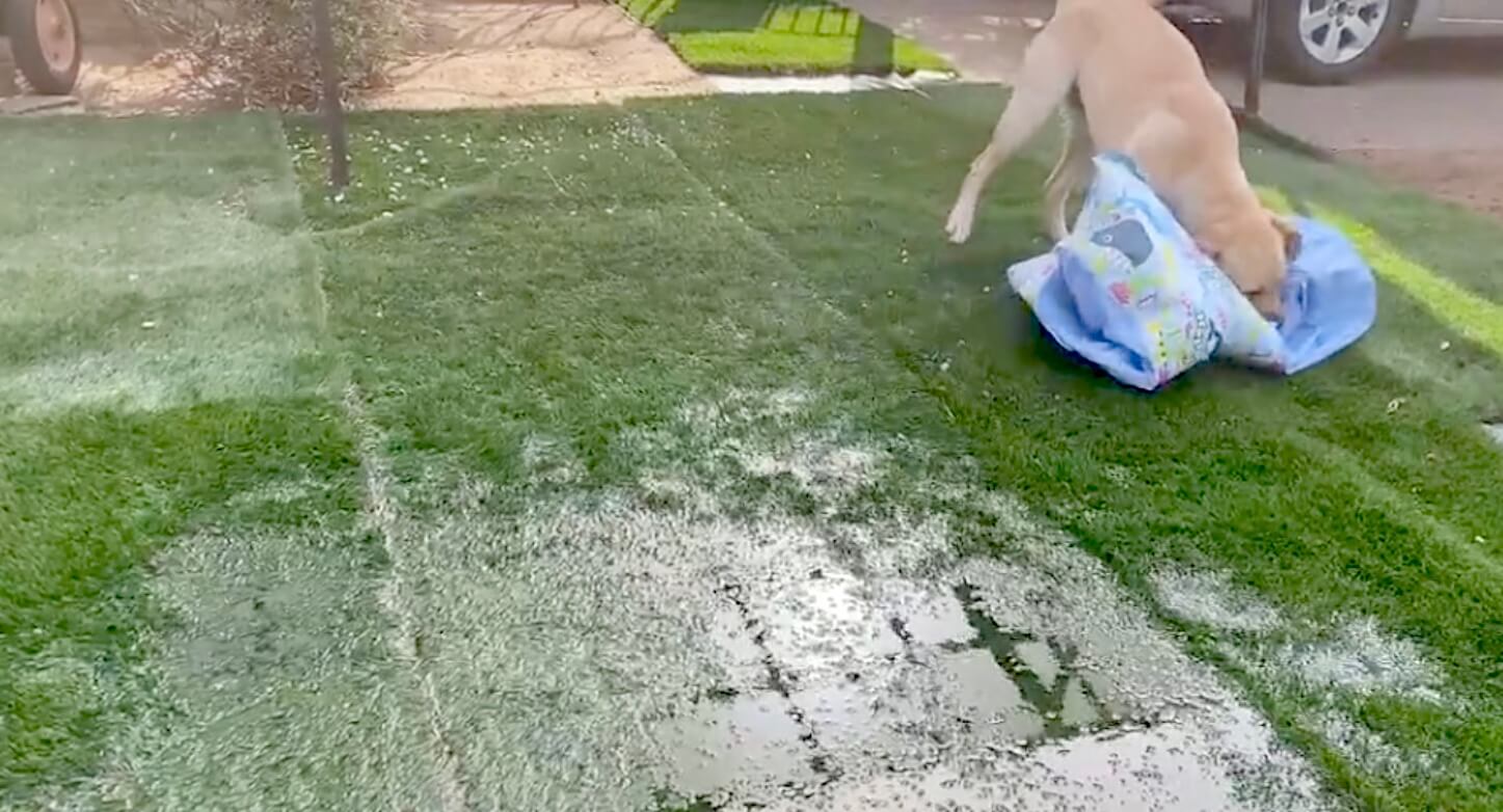 ラブラドールレトリーバー,動画