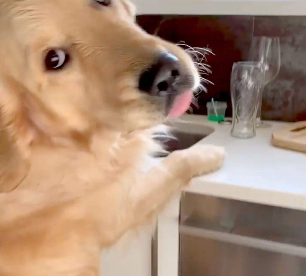 ゴールデンレトリーバー,動画