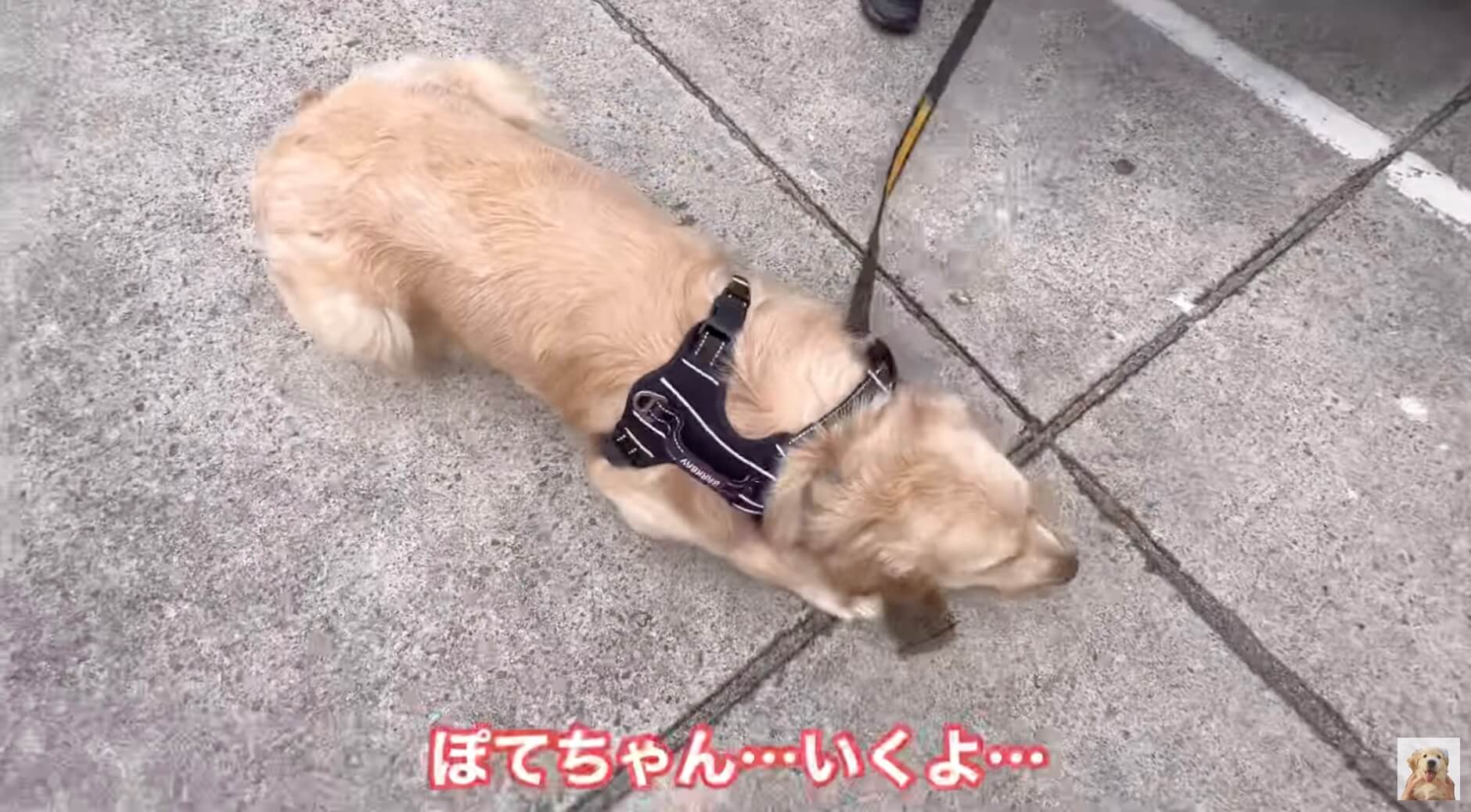 ゴールデンレトリーバー,動画