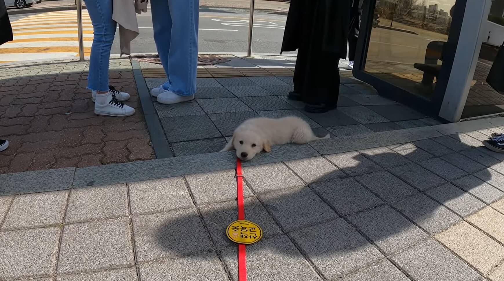 ゴールデンレトリーバー,動画