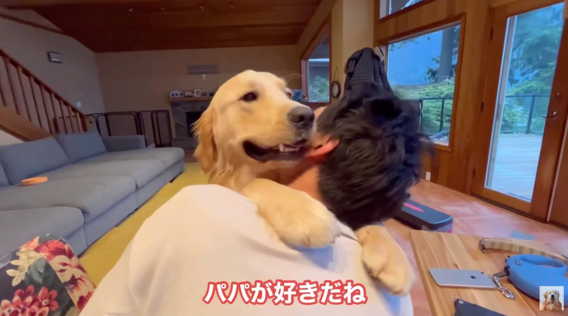 ゴールデンレトリーバー,動画