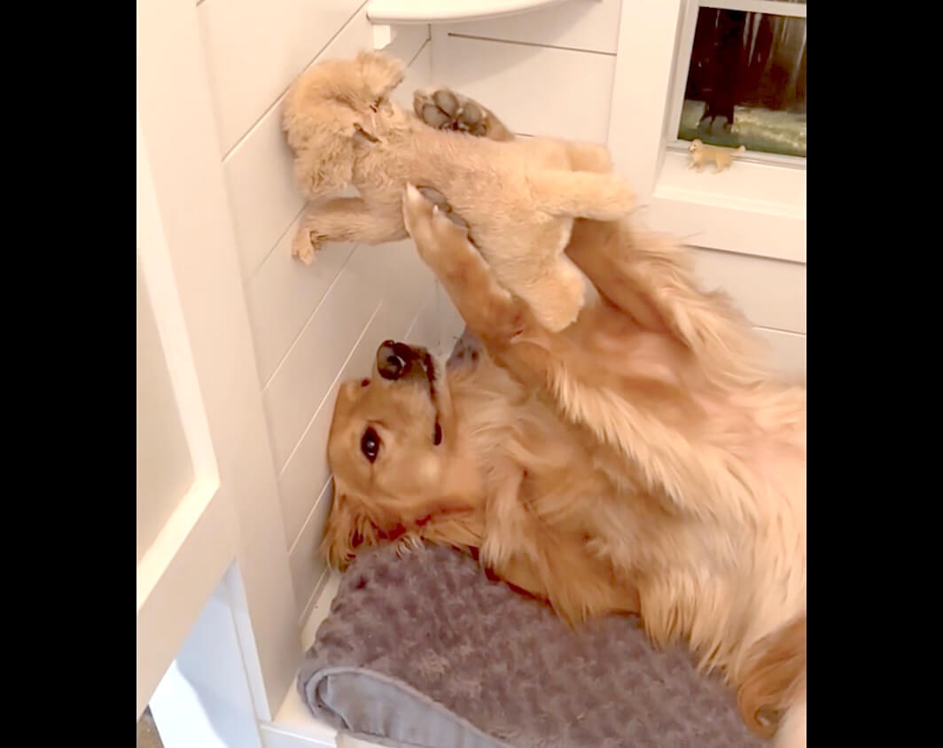 ゴールデンレトリーバー,動画