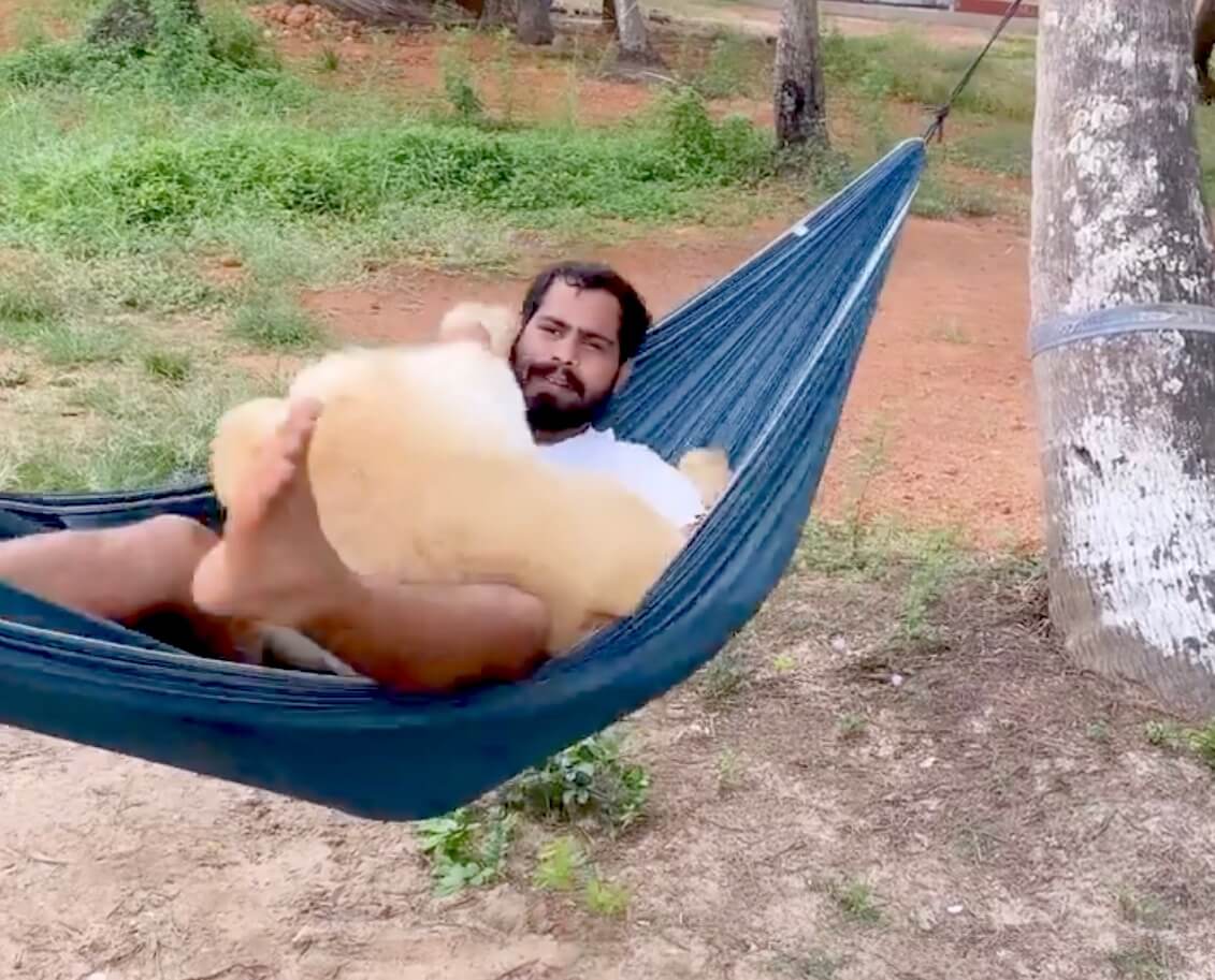 ゴールデンレトリーバー,動画