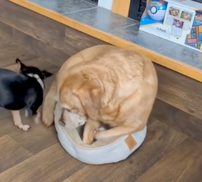 ラブラドールレトリーバー,動画