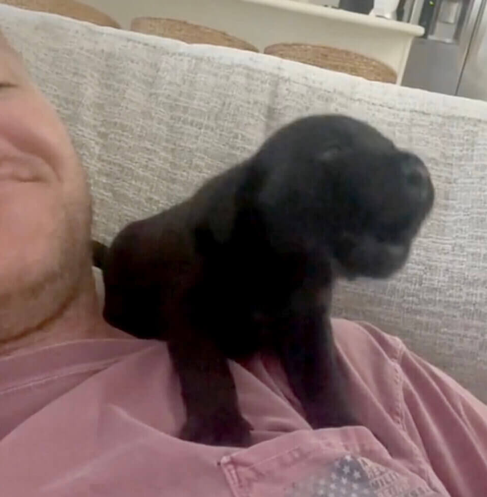 ラブラドールレトリーバー,動画