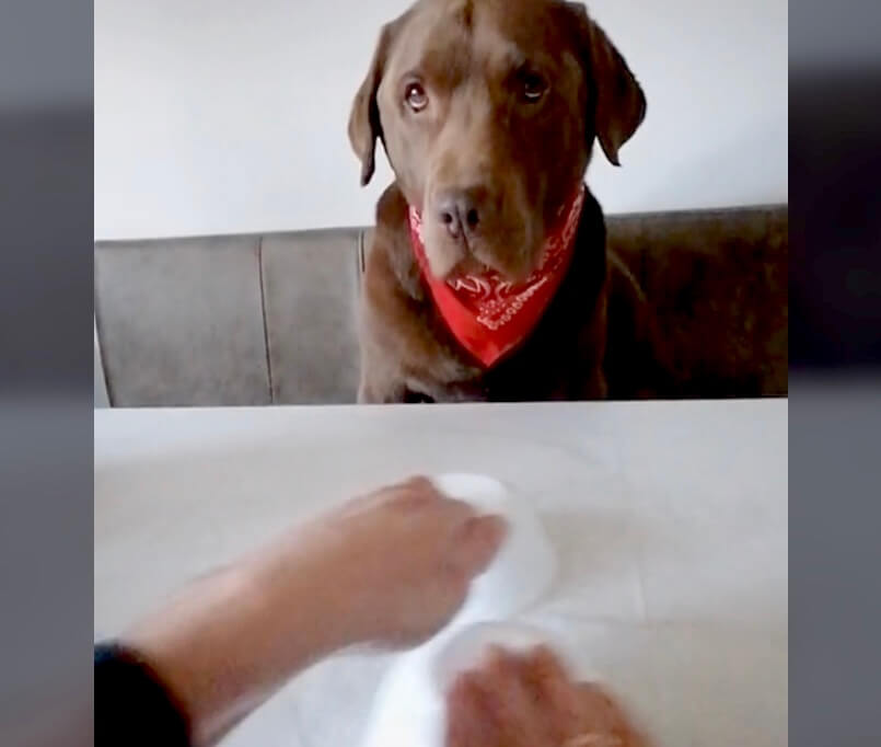 ラブラドールレトリーバー,動画