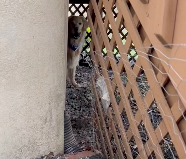 ゴールデンレトリーバー,動画