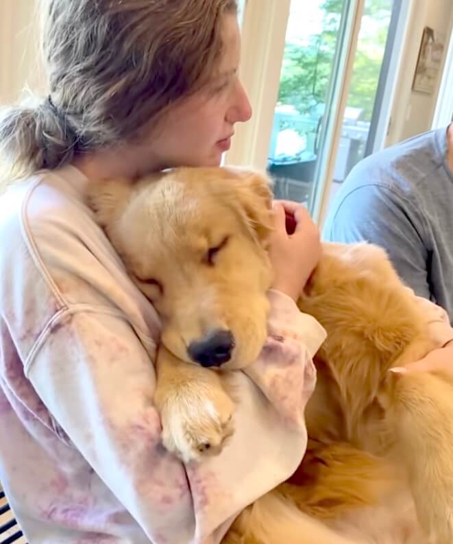 ゴールデンレトリーバー,動画