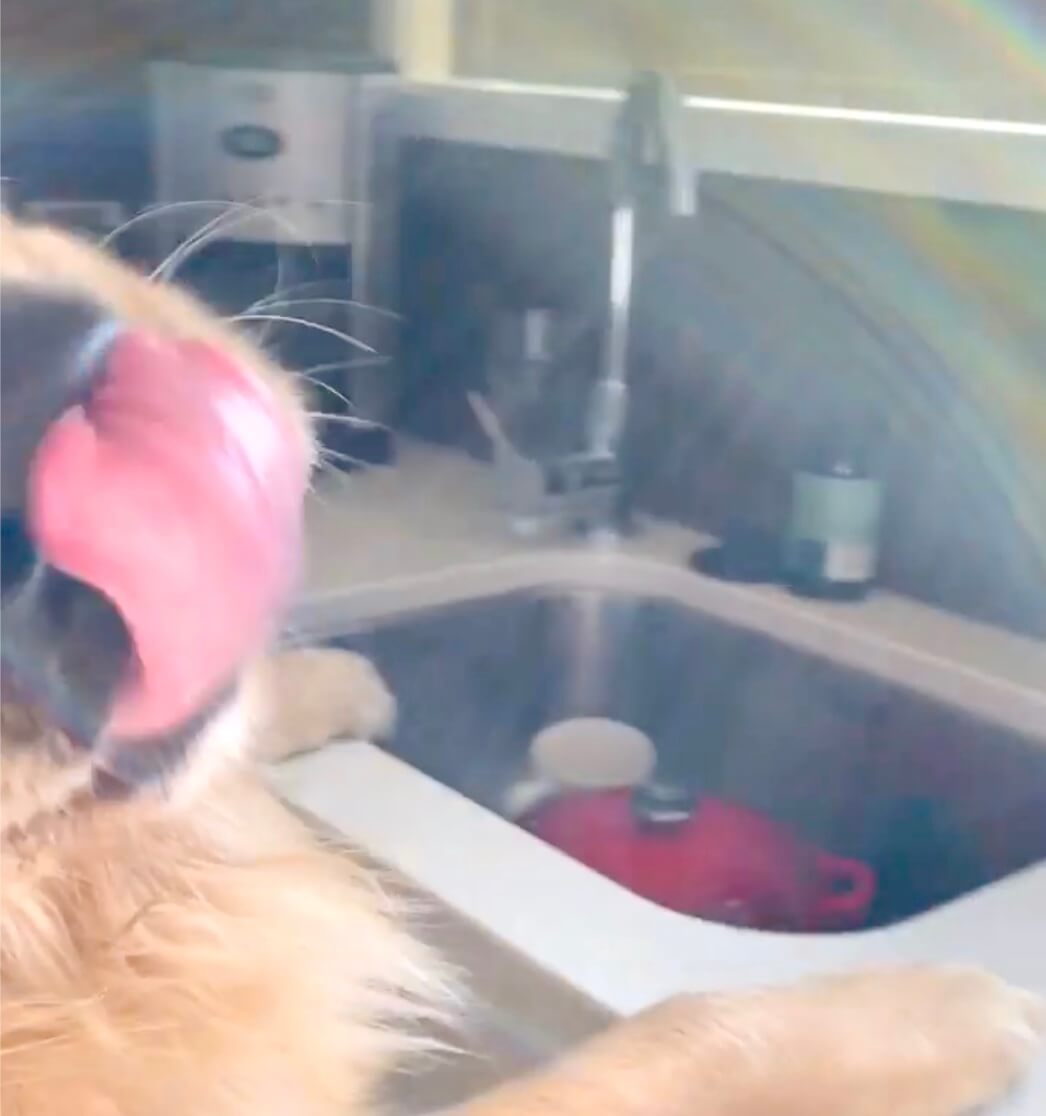 ゴールデンレトリーバー,動画