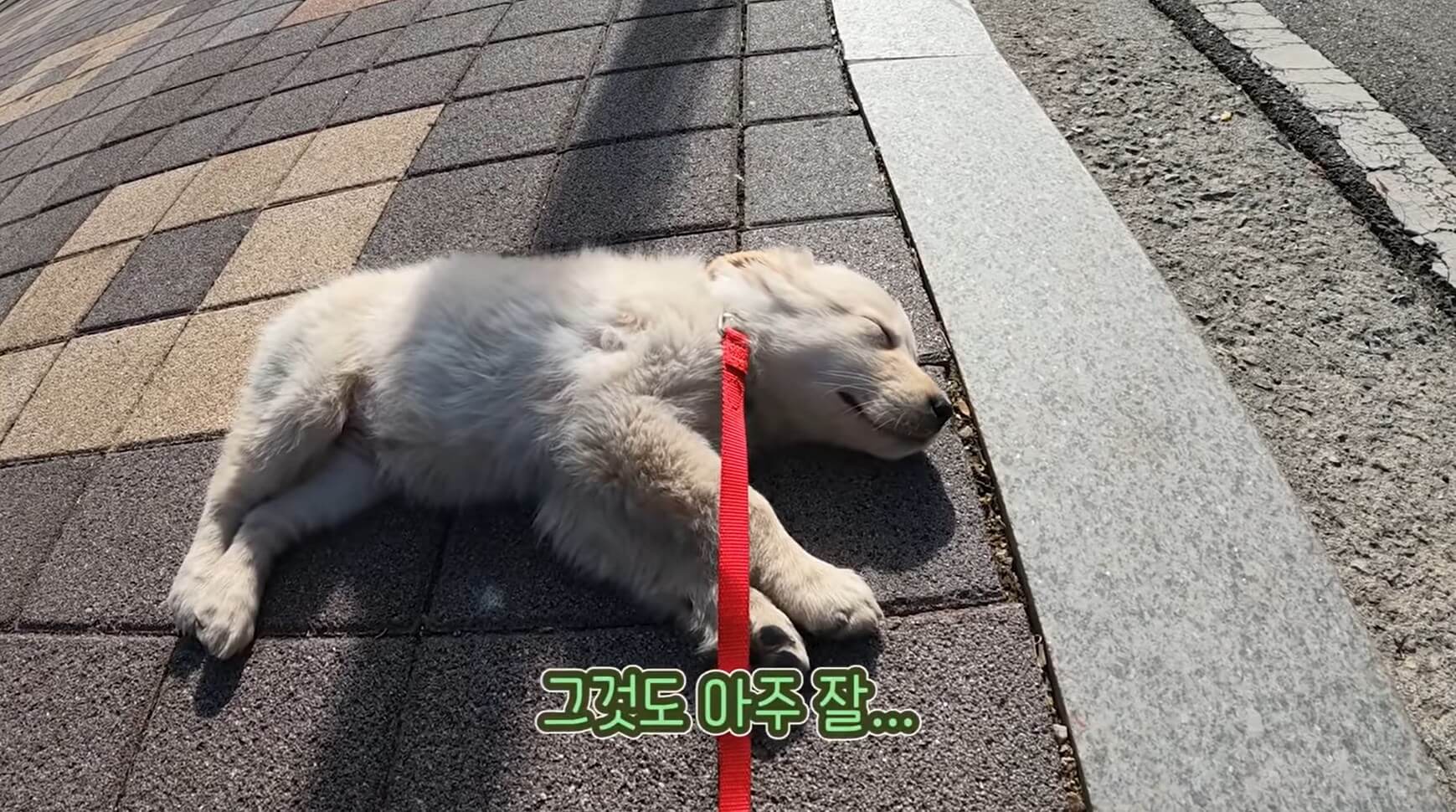 ゴールデンレトリーバー,動画