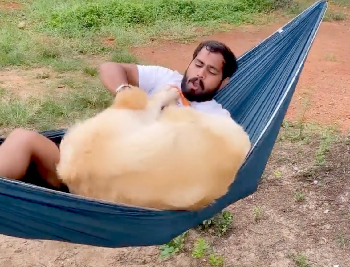 ゴールデンレトリーバー,動画