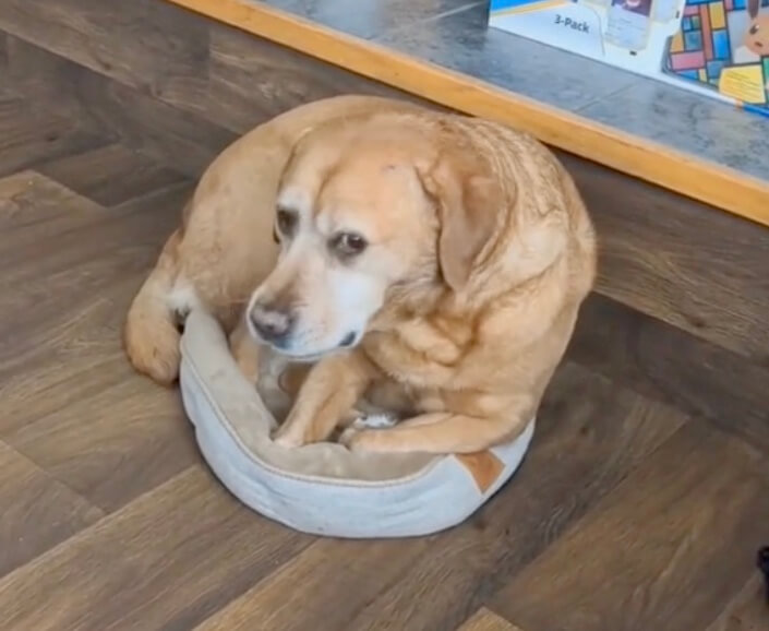 ラブラドールレトリーバー,動画