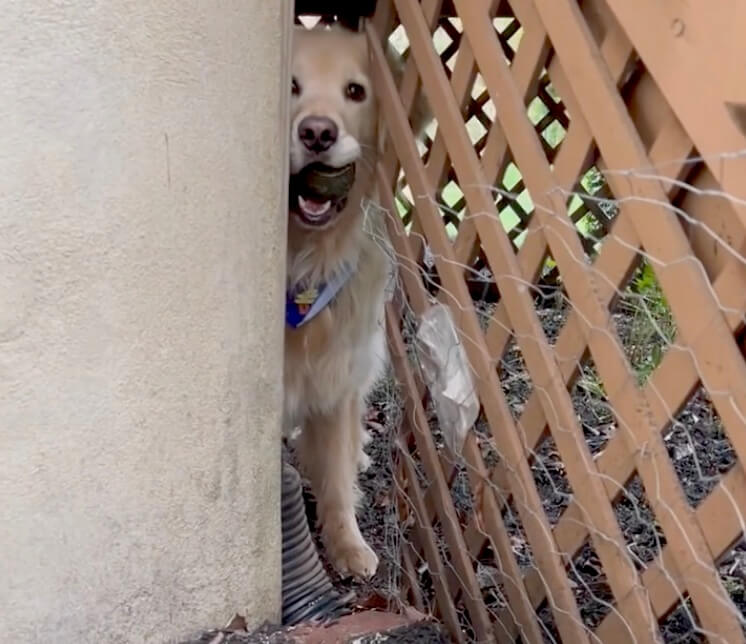 ゴールデンレトリーバー,動画