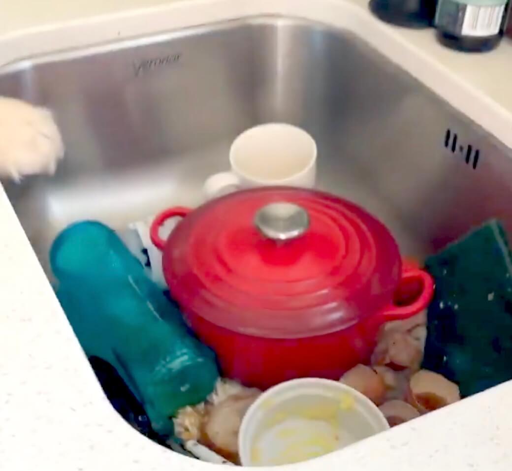 ゴールデンレトリーバー,動画