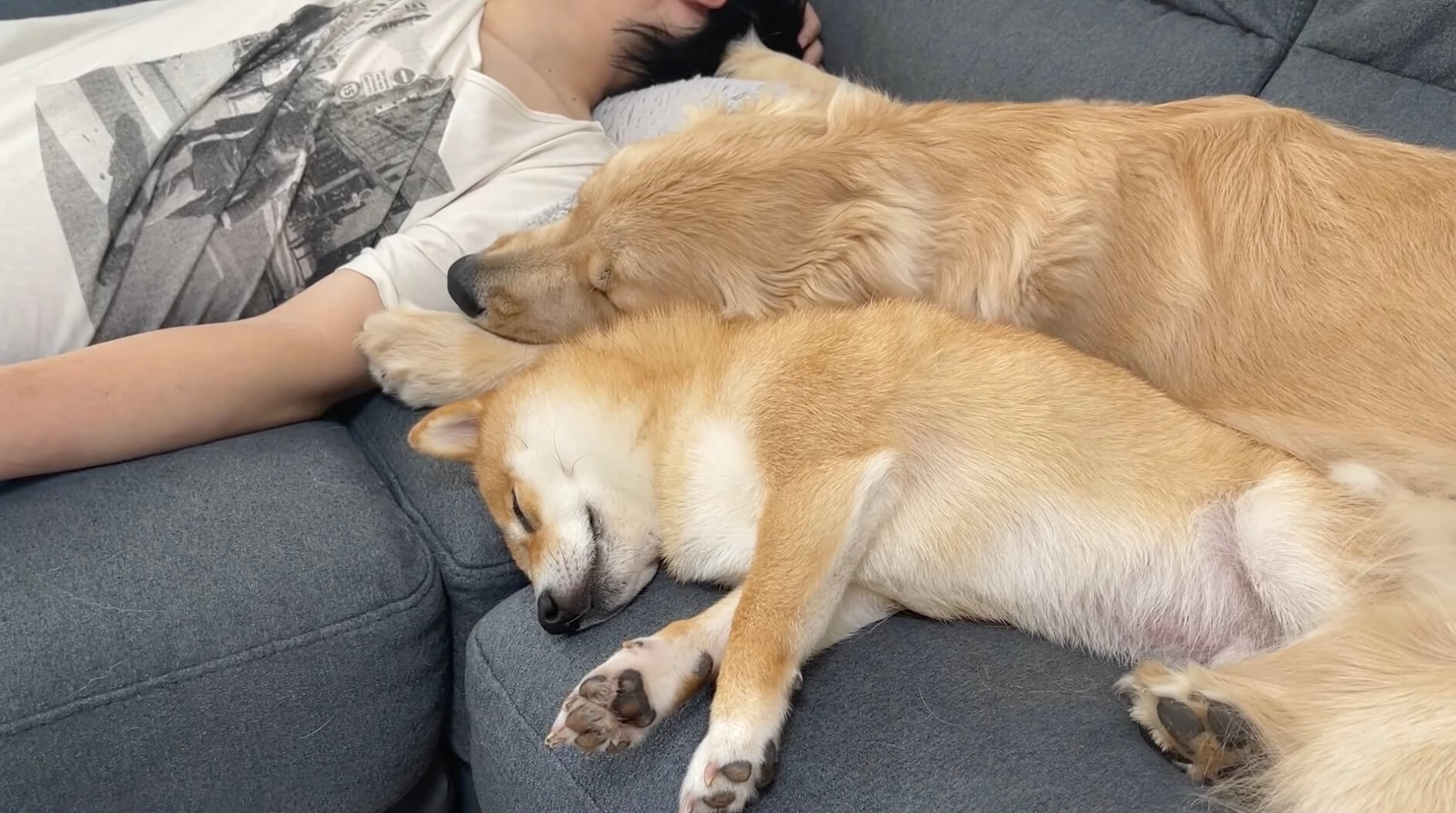 ゴールデンレトリーバー,動画