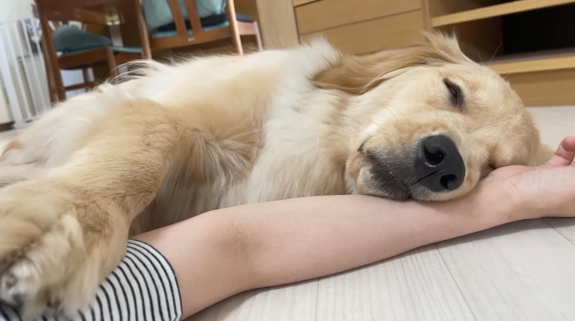 ゴールデンレトリーバー,動画