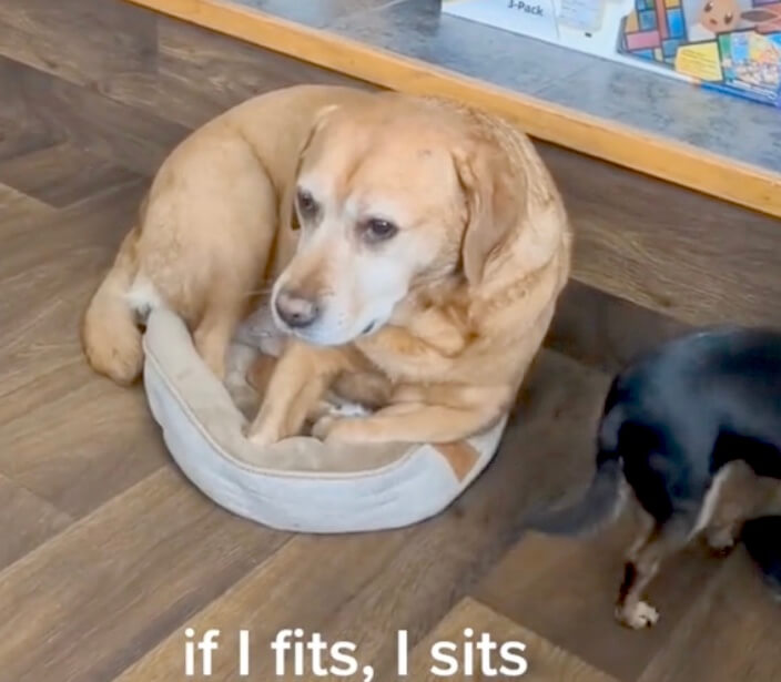 ラブラドールレトリーバー,動画