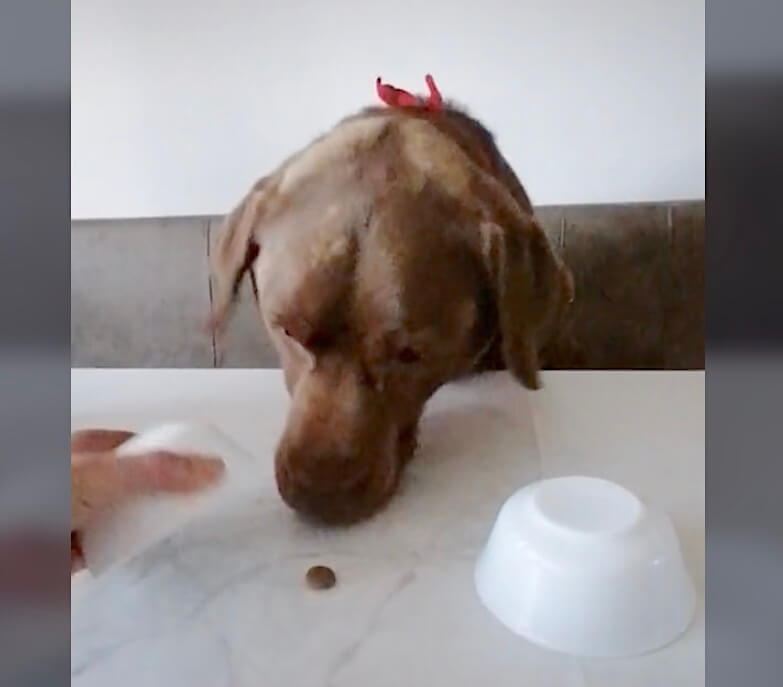 ラブラドールレトリーバー,動画